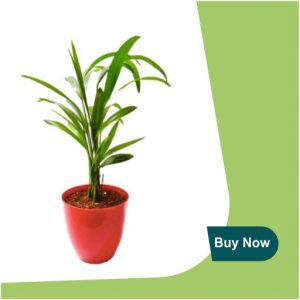 ARECA PALM PLANT