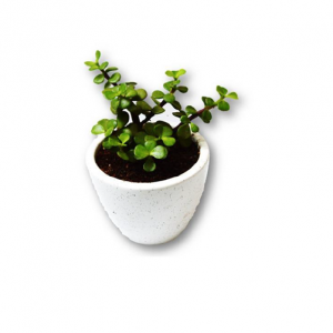 BUTTON JADE PLANT