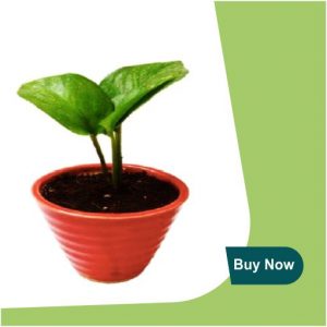 GREEN MONEY PLANT